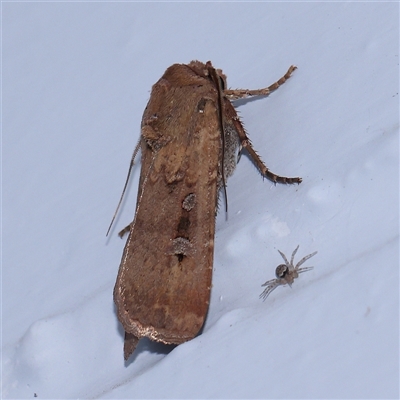 Agrotis infusa (Bogong Moth, Common Cutworm) at Turner, ACT - 30 Oct 2024 by ConBoekel