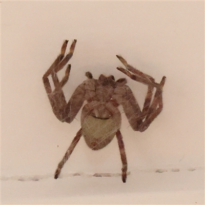 Unidentified Huntsman spider (Sparassidae) at Turner, ACT - 31 Oct 2024 by ConBoekel