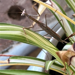 Tenodera australasiae at Gilmore, ACT by Melmo