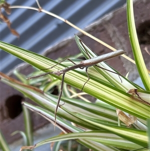 Tenodera australasiae at Gilmore, ACT - 23 Nov 2024