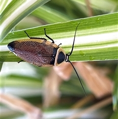 Unidentified Insect at Gilmore, ACT - 22 Nov 2024 by Melmo