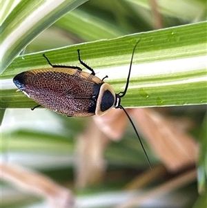 Ellipsidion australe at Gilmore, ACT - 23 Nov 2024 09:11 AM