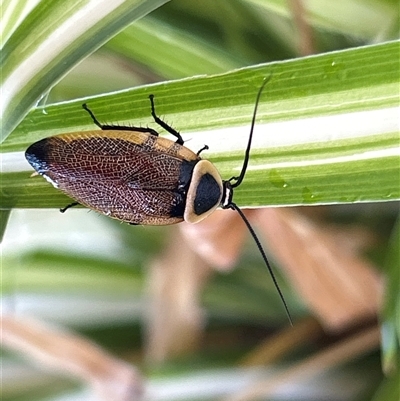 Ellipsidion australe (Austral Ellipsidion cockroach) at Gilmore, ACT - 23 Nov 2024 by Melmo