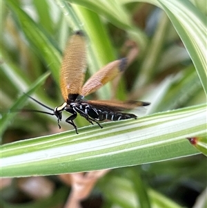 Ellipsidion australe at Gilmore, ACT - 23 Nov 2024