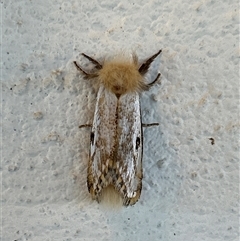 Epicoma contristis at Gilmore, ACT - 22 Nov 2024 by Melmo