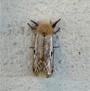 Epicoma contristis at Gilmore, ACT - 23 Nov 2024