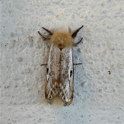 Epicoma contristis at Gilmore, ACT - 22 Nov 2024 by Melmo