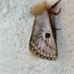 Epicoma contristis at Gilmore, ACT - 23 Nov 2024 09:08 AM