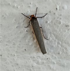 Palaeosia bicosta (Two-ribbed Footman) at Gilmore, ACT - 23 Nov 2024 by Melmo