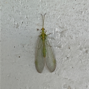 Chrysopidae (family) (Unidentified Green lacewing) at Gilmore, ACT by Melmo