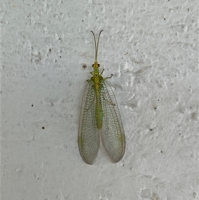 Chrysopidae (family) (Unidentified Green lacewing) at Gilmore, ACT - 23 Nov 2024 by Melmo