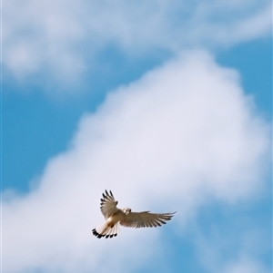 Falco cenchroides (Nankeen Kestrel) at Orangeville, NSW by belleandjason3113