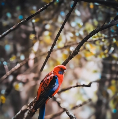 Platycercus elegans (Crimson Rosella) at Orangeville, NSW - 20 Jun 2024 by belleandjason