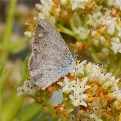 Zizina otis (Common Grass-Blue) at Freshwater Creek, VIC - 22 Nov 2024 by WendyEM