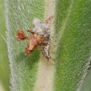 Chrysopidae (family) at Freshwater Creek, VIC - 22 Nov 2024