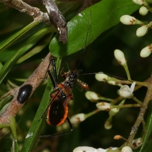 Gminatus australis at Freshwater Creek, VIC - 22 Nov 2024 10:19 AM