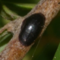 Coccidae sp. (family) (Unidentified coccid scale insect) at Freshwater Creek, VIC - 22 Nov 2024 by WendyEM