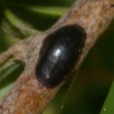 Coccidae sp. (family) (Unidentified coccid scale insect) at Freshwater Creek, VIC - 22 Nov 2024 by WendyEM