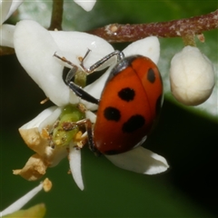 Hippodamia variegata (Spotted Amber Ladybird) at Freshwater Creek, VIC - 21 Nov 2024 by WendyEM