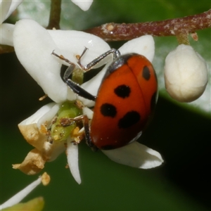 Hippodamia variegata (Spotted Amber Ladybird) at Freshwater Creek, VIC by WendyEM