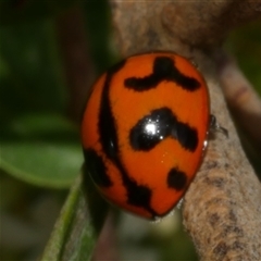 Coccinella transversalis (Transverse Ladybird) at Freshwater Creek, VIC - 22 Nov 2024 by WendyEM