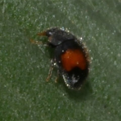 Unidentified Lady beetle (Coccinellidae) at Freshwater Creek, VIC - 21 Nov 2024 by WendyEM