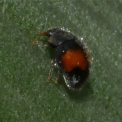 Diomus notescens (Little two-spotted ladybird) at Freshwater Creek, VIC - 22 Nov 2024 by WendyEM