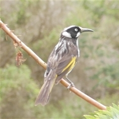 Phylidonyris novaehollandiae (New Holland Honeyeater) at Freshwater Creek, VIC - 21 Nov 2024 by WendyEM