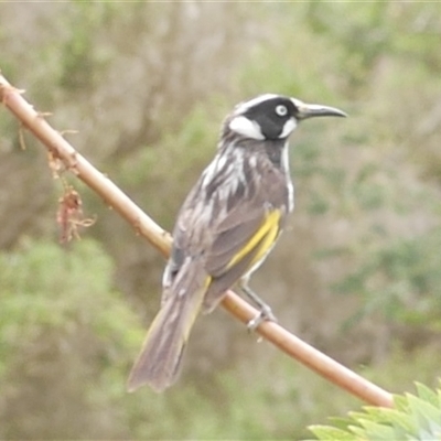 Phylidonyris novaehollandiae (New Holland Honeyeater) at Freshwater Creek, VIC - 21 Nov 2024 by WendyEM