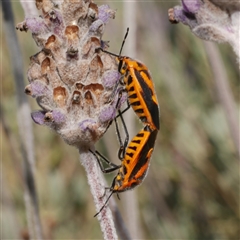 Agonoscelis rutila at Freshwater Creek, VIC - 21 Nov 2024 by WendyEM