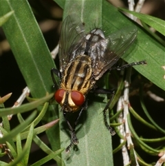 Sarcophaga sp. (genus) at Freshwater Creek, VIC - 21 Nov 2024 by WendyEM