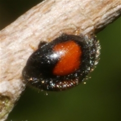 Diomus notescens (Little two-spotted ladybird) at Freshwater Creek, VIC - 21 Nov 2024 by WendyEM