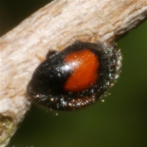 Diomus notescens at Freshwater Creek, VIC - 21 Nov 2024 04:54 PM