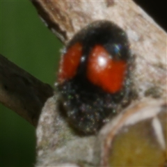 Diomus notescens at Freshwater Creek, VIC - 21 Nov 2024