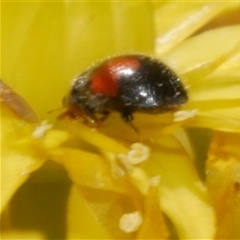 Diomus notescens (Little two-spotted ladybird) at Freshwater Creek, VIC - 21 Nov 2024 by WendyEM