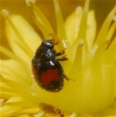 Diomus notescens at Freshwater Creek, VIC - 21 Nov 2024 04:25 PM