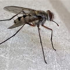 Unidentified True fly (Diptera) at Theodore, ACT - 22 Nov 2024 by Cardy