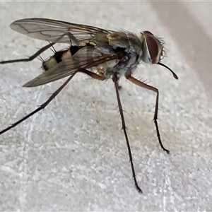 Senostoma sp. (genus) at Theodore, ACT by Cardy