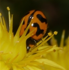 Coccinella transversalis at Freshwater Creek, VIC - 21 Nov 2024 by WendyEM