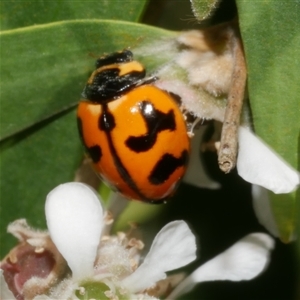 Coccinella transversalis at Freshwater Creek, VIC - 21 Nov 2024