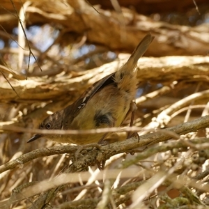 Sericornis frontalis (White-browed Scrubwren) at Freshwater Creek, VIC by WendyEM