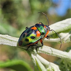 Scutiphora pedicellata (Metallic Jewel Bug) at Braidwood, NSW - 23 Nov 2024 by MatthewFrawley