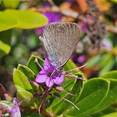 Zizina otis (Common Grass-Blue) at Braidwood, NSW - 23 Nov 2024 by MatthewFrawley