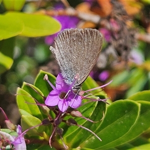 Zizina otis (Common Grass-Blue) at Braidwood, NSW by MatthewFrawley