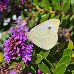 Pieris rapae (Cabbage White) at Braidwood, NSW - 23 Nov 2024 by MatthewFrawley