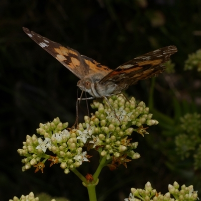 Vanessa kershawi (Australian Painted Lady) at Freshwater Creek, VIC - 21 Nov 2024 by WendyEM