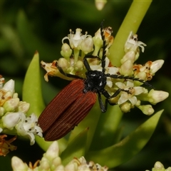 Porrostoma rhipidium (Long-nosed Lycid (Net-winged) beetle) at Freshwater Creek, VIC - 18 Nov 2024 by WendyEM