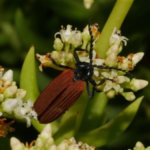 Porrostoma rhipidium (Long-nosed Lycid (Net-winged) beetle) at Freshwater Creek, VIC by WendyEM