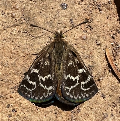 Synemon plana (Golden Sun Moth) at Braddon, ACT - 23 Nov 2024 by Pirom