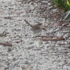 Malurus cyaneus (Superb Fairywren) at Freshwater Creek, VIC - 18 Nov 2024 by WendyEM